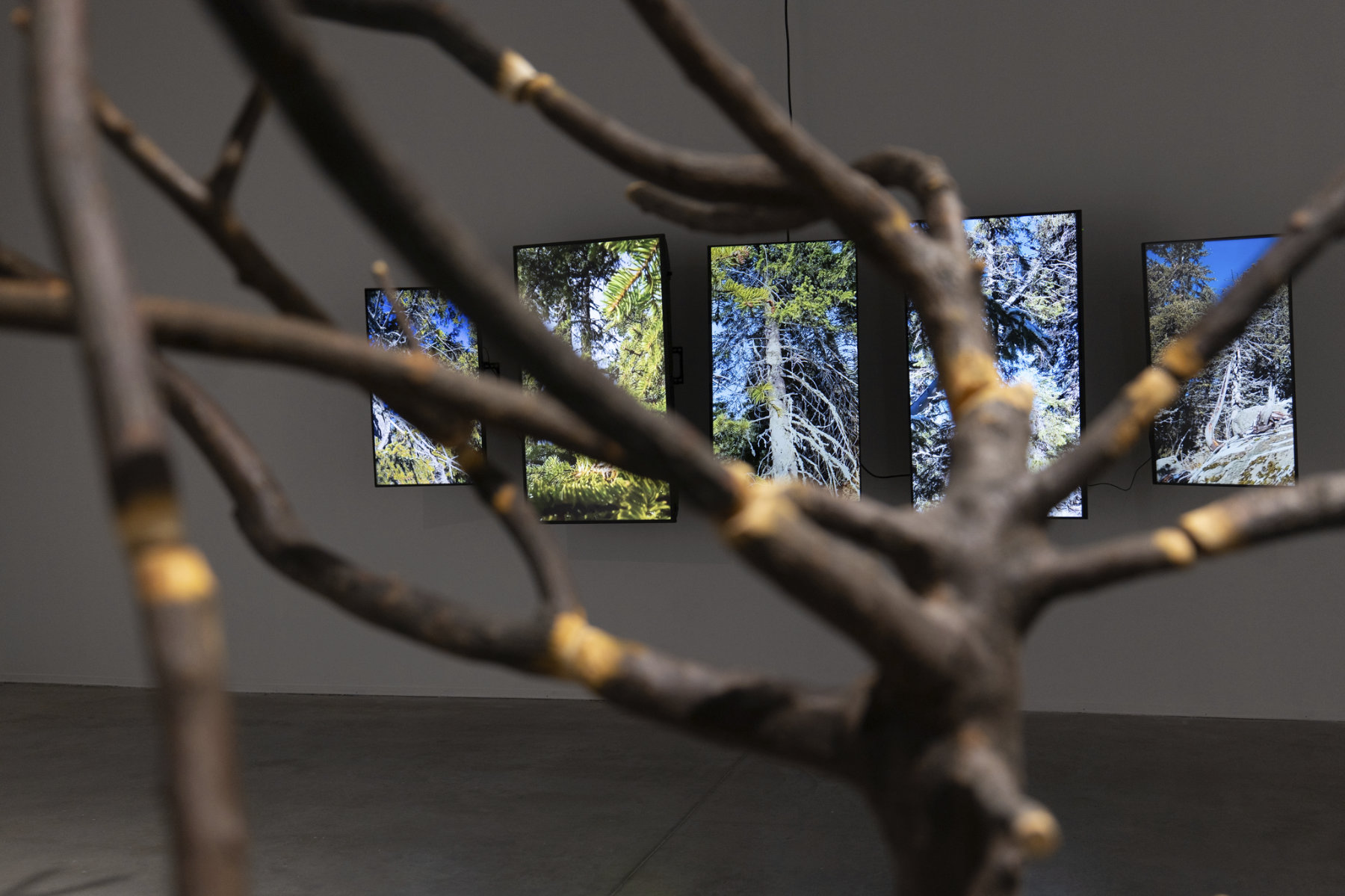 installation view