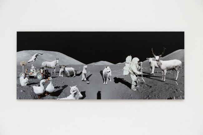 Програма Аполо Албино